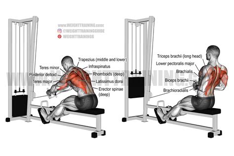 Chest Supported Row Machine Vs Cable Row