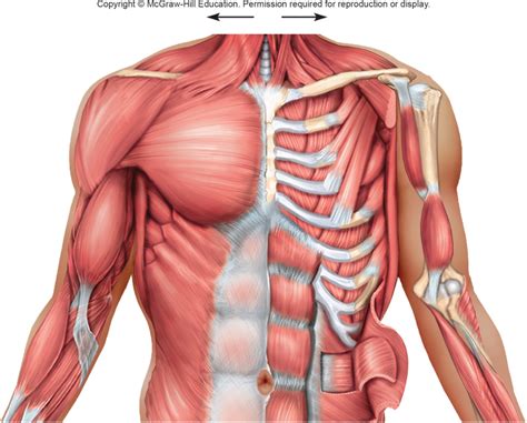 chest wall muscle anatomy