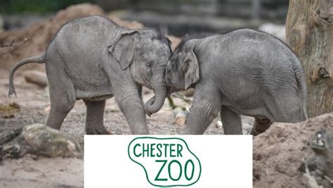 chester zoo annual membership offer