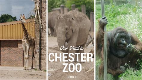 chester zoo day out
