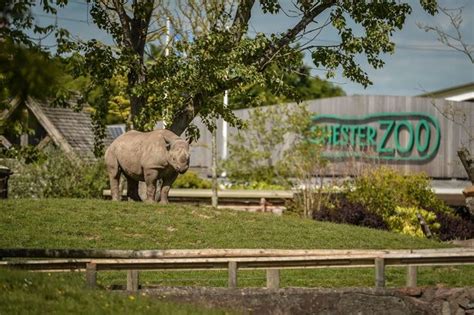chester zoo offers 2023