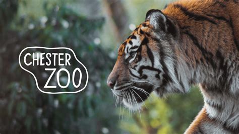 chester zoo postcode