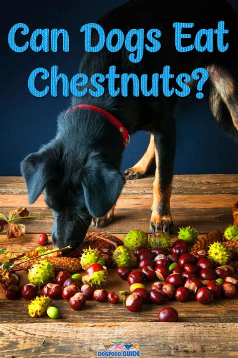 Chestnuts Good For Dogs