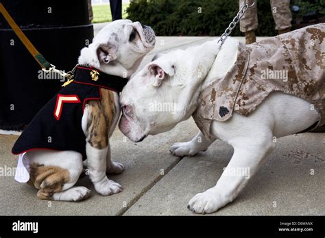 Chesty Puller Dog