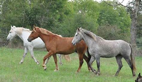 AraboBoulonnais, 3 generations Horses, Horse photos
