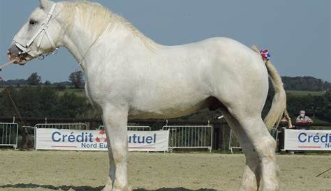 Épinglé sur Race Boulonnais Cheval de trait de la France