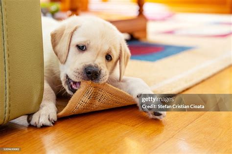 Chew The Carpet