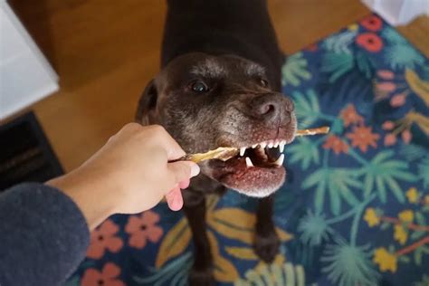 Chews For Aggressive Chewers