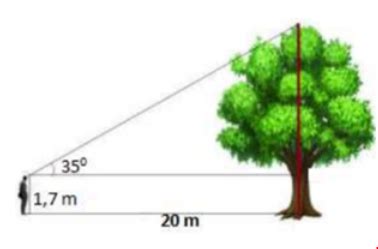 chiều cao của cây