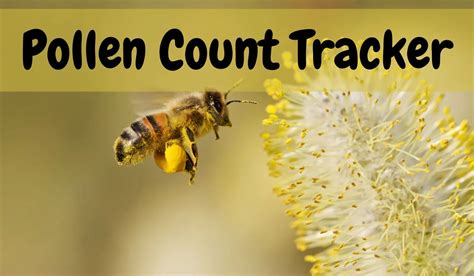 chicago pollen count today
