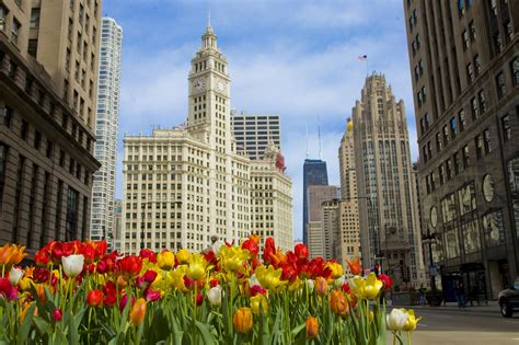Chicago Spring