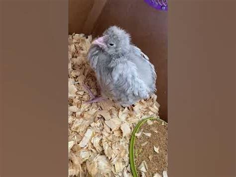 chick heavy breathing