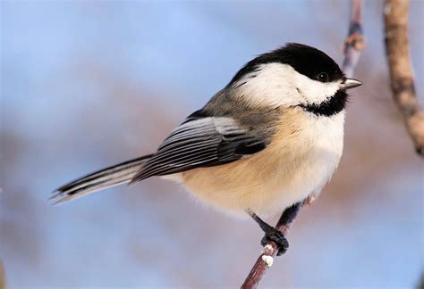 chickadee bird