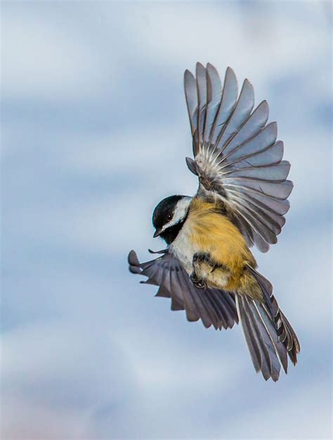 chickadee bird flying