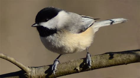 chickadee bird sounds