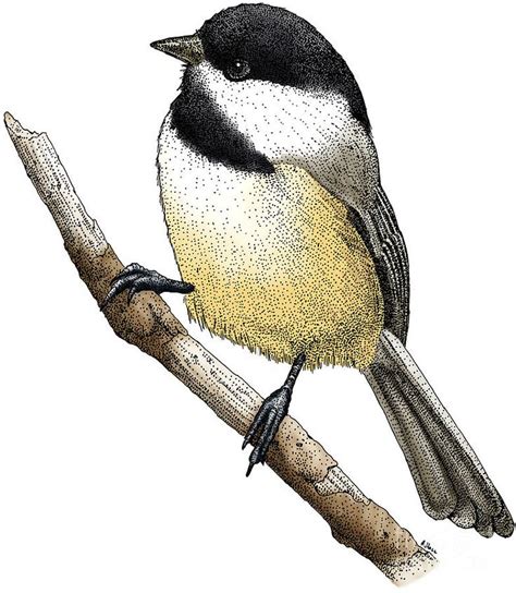 chickadee images drawing