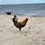 chicken on the beach in spanish