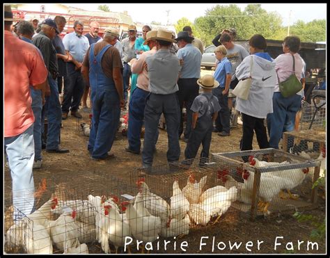 Chicken Auction Yoder Ks