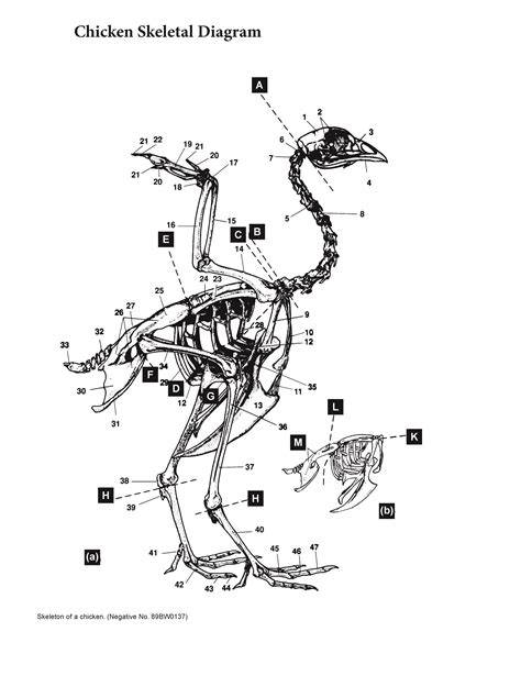 chicken bone drawing