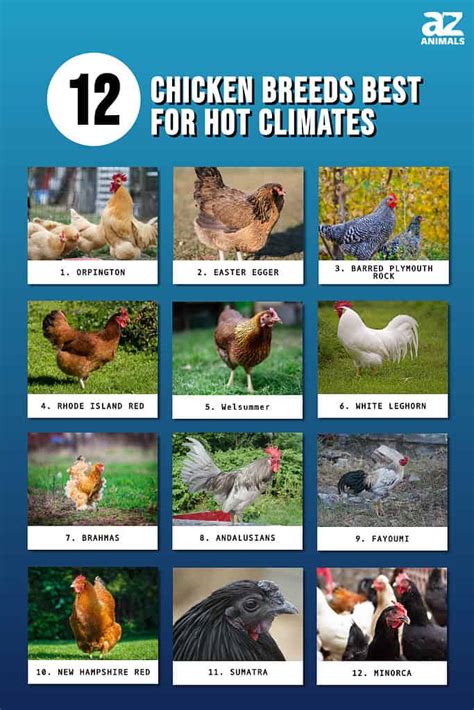 chicken breeds for hot climates