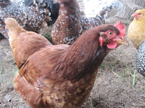 chicken breeds that lay eggs year round