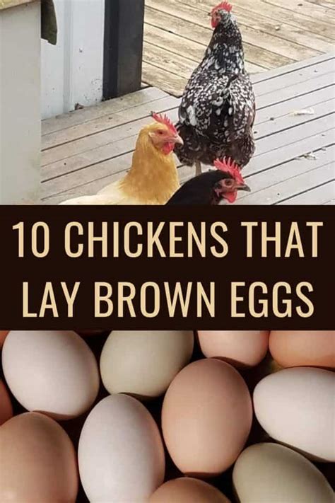 chicken breeds that lay large brown eggs