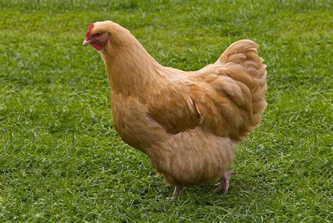 chicken breeds that lay the biggest eggs
