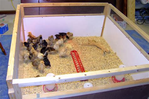 Chicken Brooder In Garage