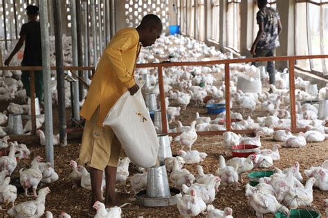 chicken business in nigeria