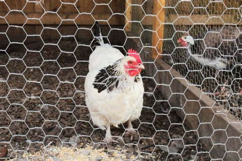 Chicken Coop With Wire