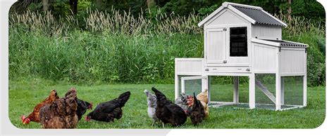 Chicken Coops With Windows