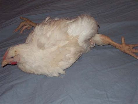 chicken diseases symptoms pictures