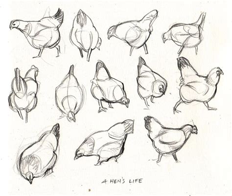 chicken drawing reference