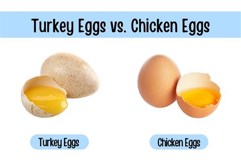 Chicken Eggs Vs Turkey Eggs