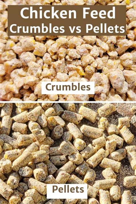 Chicken Feed Pellets Vs Crumbles
