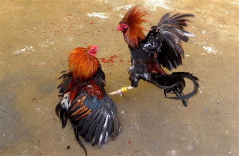 chicken fights in mexico