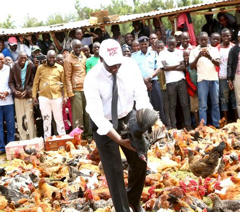 chicken for sale in kenya today