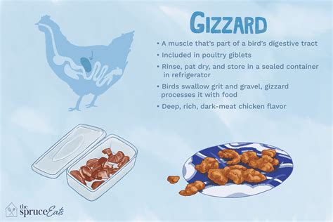 Chicken Gizzards Definition