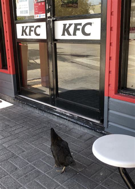chicken going to kfc