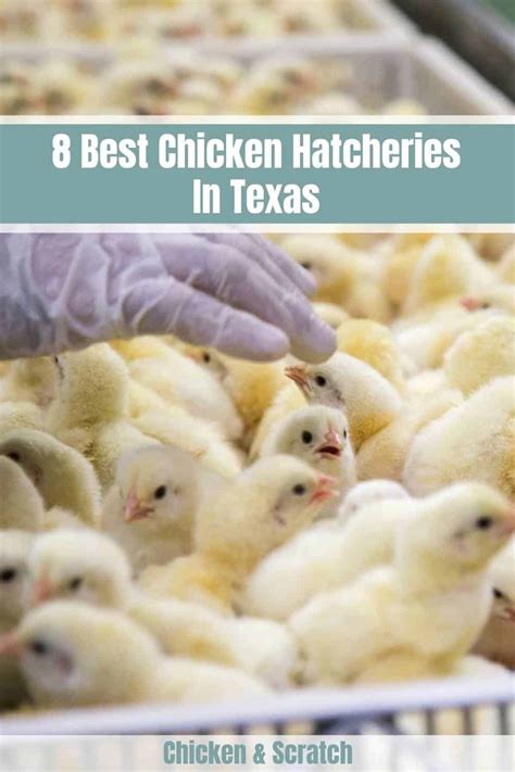 chicken hatcheries in texas online