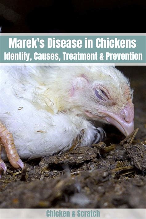 chicken marek's disease symptoms