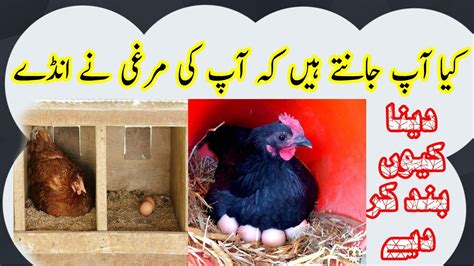 chicken meaning in urdu