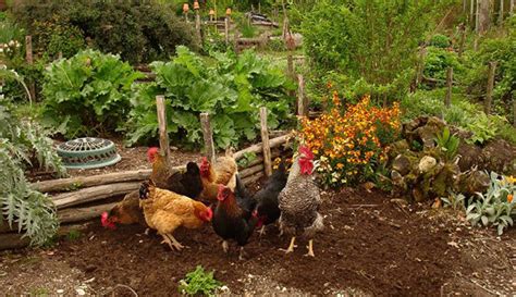 Chicken Permaculture