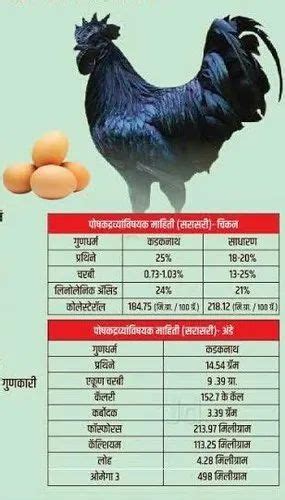 chicken price per kg in india