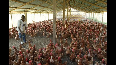 chicken rearing in uganda