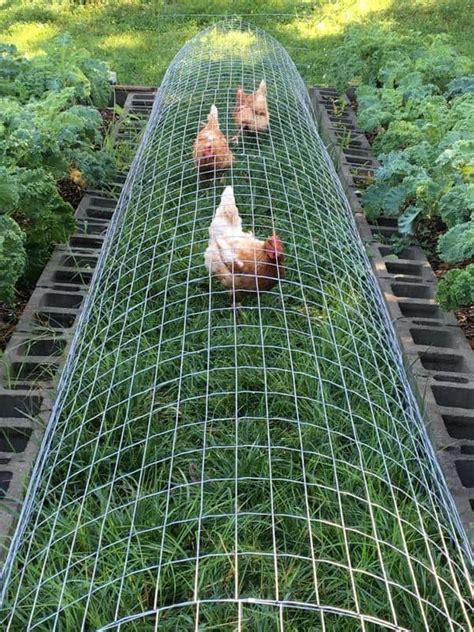 Chicken Run Garden Combo