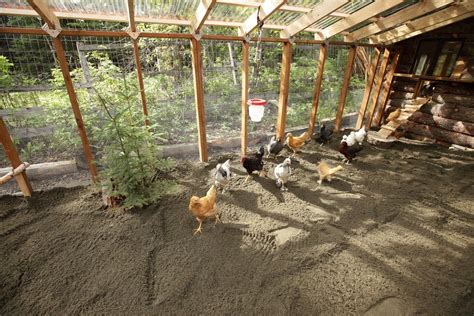 Chicken Run Sand Floor
