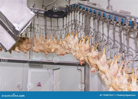 Chicken Slaughter Factory