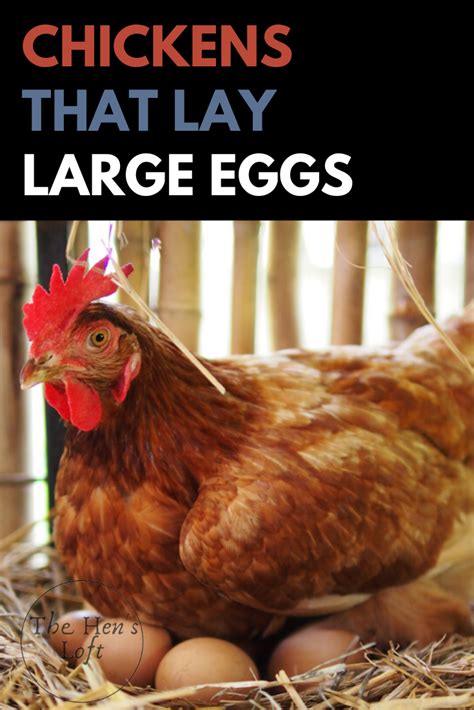 chicken that lay large eggs