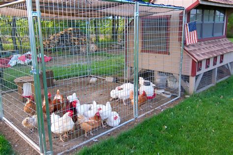 Chicken Wire Coop